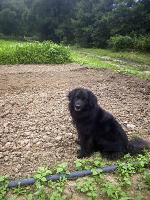 is pumpkin good for dogs constipation